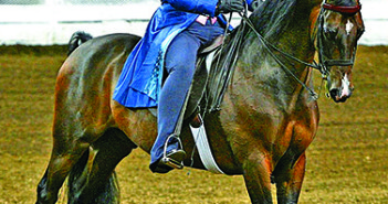 Readers React WH 4/15 – Morgan Horses im Rassetest