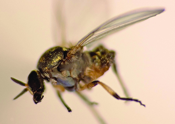 Fliegen Mucken Co Wie Kann Man Die Pferde Wirkungsvoll Schutzen Westernhorse Com