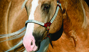 WIMPYS LITTLE STEP IST Seven-Million- Dollar Sire