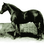 1922MorganStallion