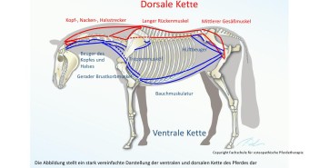 Osteopathisch geschulter Sattelanpasser