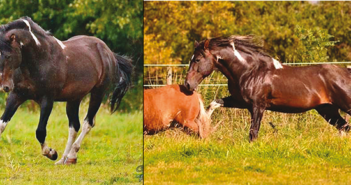 WESTERN HORSE Dezember 2016