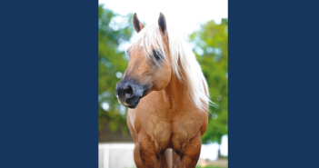 Hollywoodstinseltown – der Neueste Nrha Two-Million-Dollar Sire