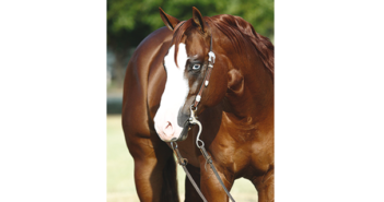 GUNNERS SPECIAL NITE JETZT 3-MILLION-DOLLAR SIRE