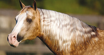 Big Chex To Cash NRHA Million Dollar Sire