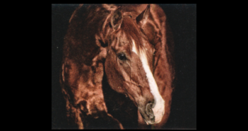 REINING BROODMARE GS ANNIEGITYERGUN GESTORBEN